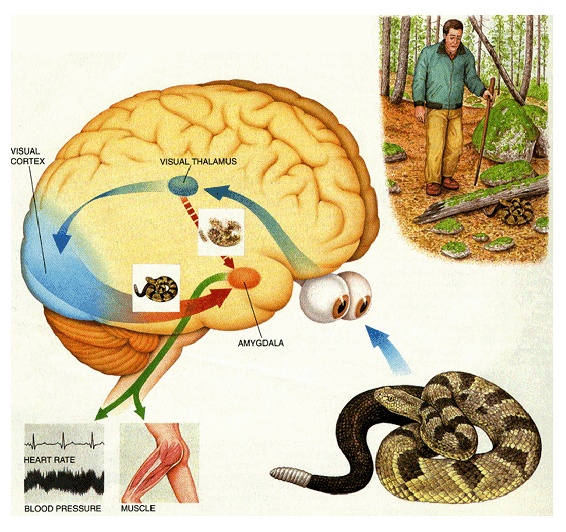 Picture of Snake
